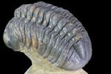 Reedops Trilobite - Atchana, Morocco #86080-4